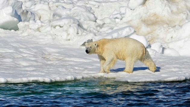 Ein Eisbär in Alaska (Bild: Brian Battaile/U.S. Geological Survey via AP)