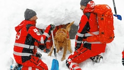 Rot-Kreuz-Suchhund "Forrest" hat seine Übung erfolgreich absolviert. (Bild: GERHARD SCHIEL)