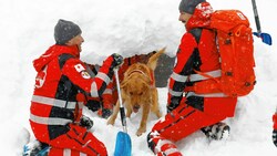 Rot-Kreuz-Suchhund "Forrest" hat seine Übung erfolgreich absolviert. (Bild: GERHARD SCHIEL)