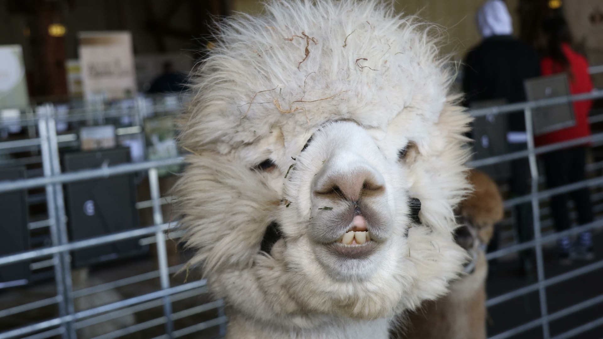 Gro e Expo Alpakas verzaubern Graz Tierwohl oberstes Gebot