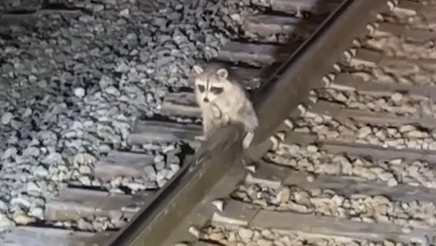 Bahnmitarbeiter Neil Mullis hatte den - auf den Gleisen festgefrorenen - Waschbären entdeckt. (Bild: Screenshot KameraOne)