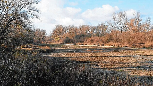 Die Untere Lobau präsentiert sich jetzt noch als furchtbar ausgetrocknete Landschaft. (Bild: Kracher Kreativ)