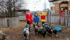 Die jungen Tierpfleger verfüttern das Gemüse und Obst nicht nur an Esel und Ponys. Auch die Schweine sind hungrig. (Bild: Tschepp Markus)