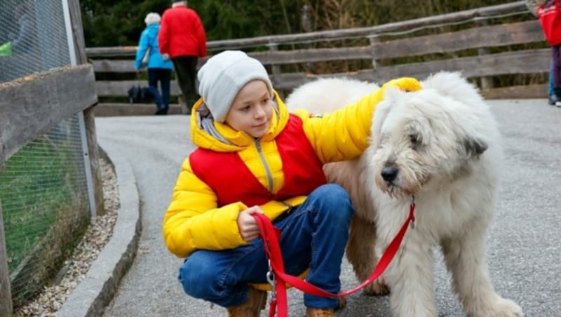 Auch mit den Hunden Gassi zu gehen gehört zu einem Tierpflegerjob. (Bild: Tschepp Markus)