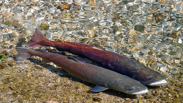 Der Huchen ist vom Aussterben bedroht (Bild: Naturschutzbund/Klemens Ratschan)