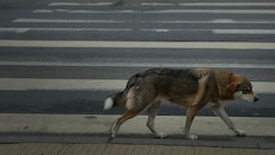 Ein streunender Hund in Bukarest (Symbolbild) (Bild: APA/AFP PHOTO / DANIEL MIHAILESCU )