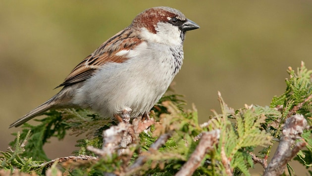 Eine neue Liste der für den Schutz prioritären Vogelarten gibt einen erschreckenden Einblick in die Welt des Vogelsterbens. (Bild: Michael Dvorak/Birdlife)