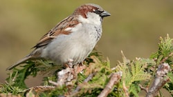 Der Hausspatz war bei der diesjährigen Zählung wie im Vorjahr beinahe in jedem zweiten Garten anzutreffen, und stellte die häufigste im winterlichen Siedlungsraum anwesende Vogelart. (Bild: Michael Dvorak/Birdlife)