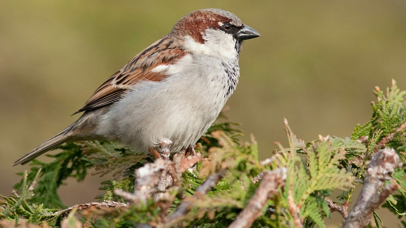 Der Haussperling ist in Salzburg auf Nummer eins. (Bild: Michael Dvorak/Birdlife)