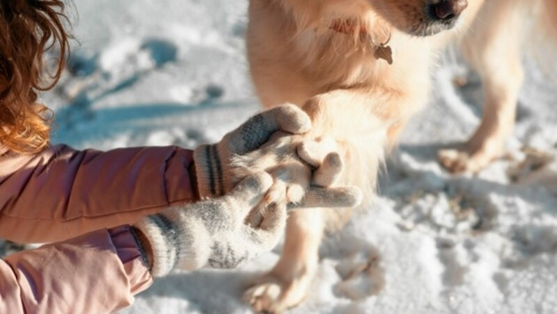 Während des Spaziergangs die an den Pfoten entstandenen Schneeklumpen vorsichtig entfernen (Bild: stock.adobe.com)