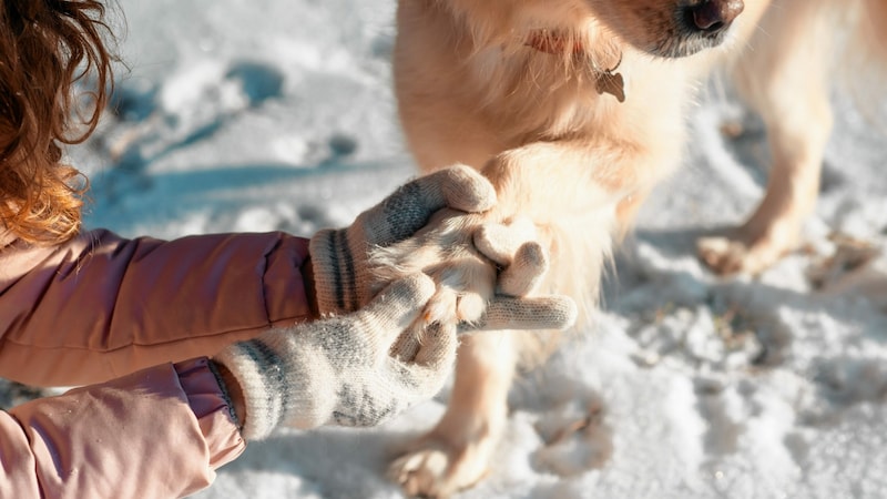 Während des Spaziergangs die an den Pfoten entstandenen Schneeklumpen vorsichtig entfernen. (Bild: stock.adobe.com)