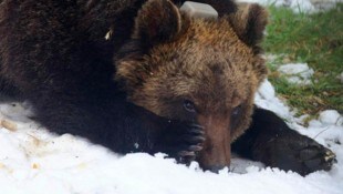 Los osos necesitan su hábitat, los humanos también: la convivencia es cada vez más difícil.  (Imagen: Parco Nazionale Maiella)