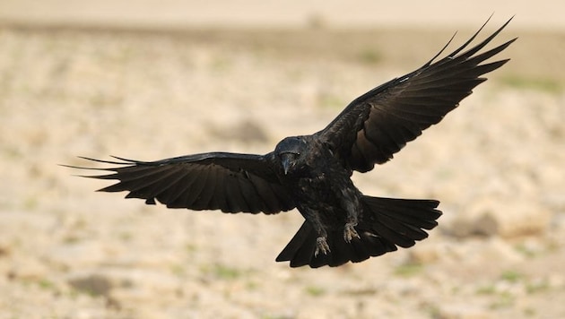 Abschuss-Stopp für Rabenkrähen im Tennengau (Bild: Christian Falk, Naturfotografen-Forum.de)