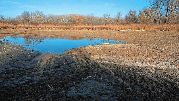 Kümmerliche Lacken im einst üppig blühenden und wasserreichen Naturparadies vor den Toren der Stadt. (Bild: Kracher Kreativ)