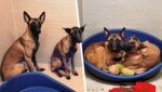 Die vier Belgischen Schäferhunde wurden offenbar vernachlässigt, sind abgemagert und sehr verängstigt. (Bild: z.V.g., Krone KREATIV)
