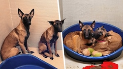 Die vier Belgischen Schäferhunde wurden offenbar vernachlässigt, sind abgemagert und sehr verängstigt. (Bild: z.V.g., Krone KREATIV)
