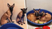 Die vier Belgischen Schäferhunde wurden offenbar vernachlässigt, sind abgemagert und sehr ...