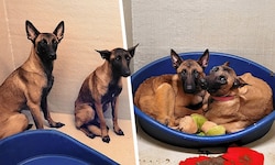 Die vier Belgischen Schäferhunde wurden offenbar vernachlässigt, sind abgemagert und sehr ...