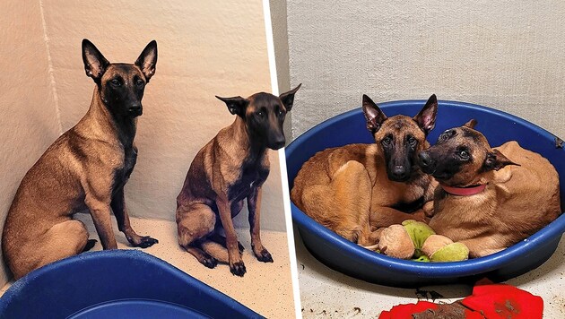 Die vier Belgischen Schäferhunde wurden offenbar vernachlässigt, sind abgemagert und sehr ...