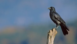 Wie große Schäden richten Krähen und andere Rabenvögel an? Darüber streiten Naturschützer und die Salzburger Jägerschaft. (Bild: Zmölnig)