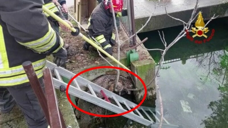 Ein Wolf, der in einen Kanal gestürzt war, ist am Mittwoch im Zentrum von Verona von der Feuerwehr geborgen worden. (Bild: Vigili del Fuoco (Screenshot))