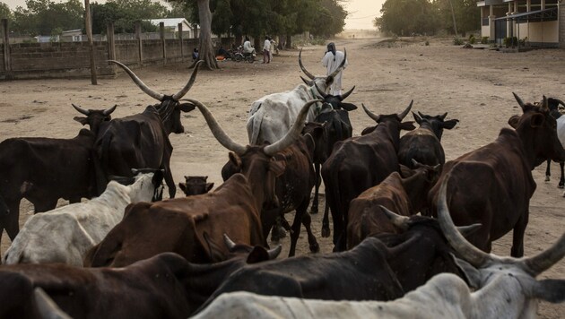Hirten und ihre Rinder in Nigeria (Bild: AFP)