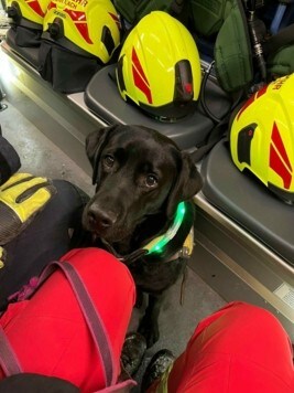 La brigada de perros de rescate estaba de servicio con perros de búsqueda el viernes por la noche.  (Imagen: Brigada de perros de rescate de Carintia)