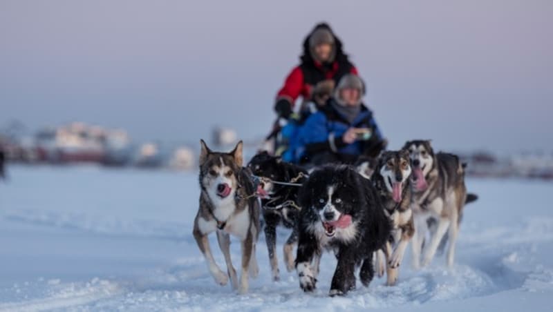 Jeder Schlittenhund kann eine Last von 50 kg ziehen. (Bild: Toyota)