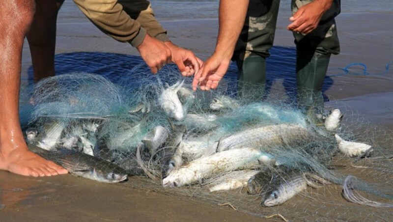 Meeräschen (Bild), die immer seltener werden, sind die Hauptbeute von Fischern und Delfinen. (Bild: © MPG/Damien Farine)