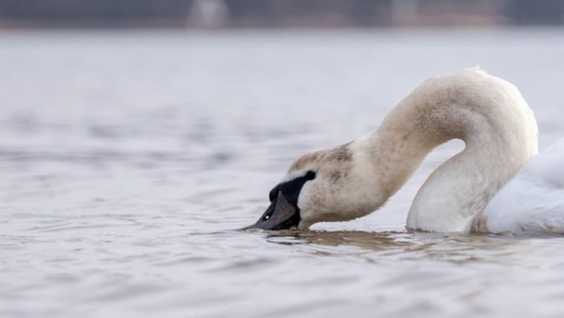 Auch wenn Schwäne nach Futter fischen, haben sie alles im Überblick. (Bild: APA/dpa/Daniel Bockwoldt)