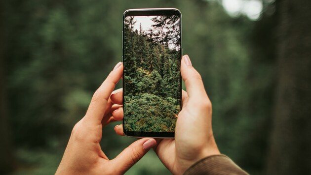 Lignin ist ein in rauen Mengen anfallendes Nebenprodukt der Papierindustrie. Künftig könnte der Stoff in Smartphones Verwendung finden. (Bild: stock.adobe.com)