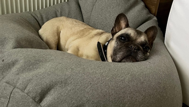 French bulldog (symbolic image) (Bild: Andy - stock.adobe.com (Symbolbild))