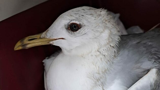 „Alfred“ wird nun am Assisi-Hof versorgt. (Bild: Österreichischer Tierschutzverein)