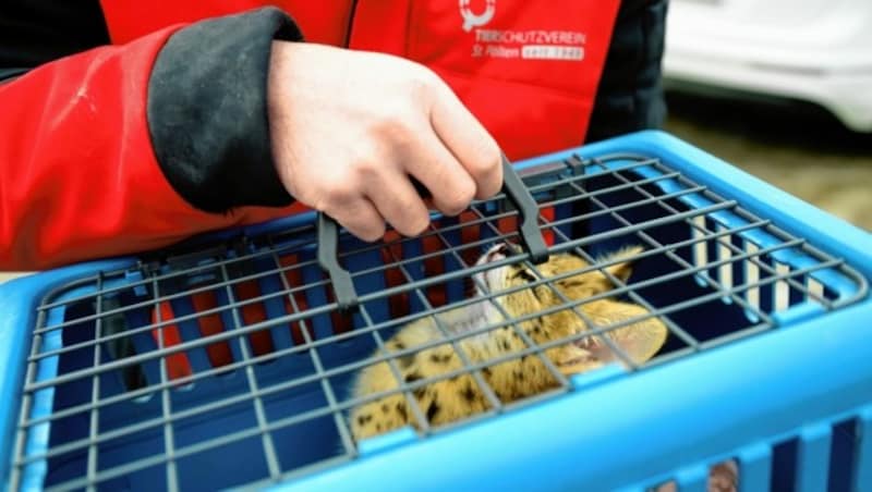 Der kleine „Aurelio“ wurde wie eine „Hauskatze“ gehalten - nach seiner Beschlagnahmung ist er im Tierschutzhaus St. Pölten untergebracht. (Bild: Imre Antal)