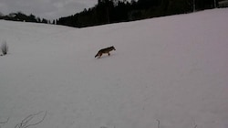Ganz in der Nähe von Rohrbach wurde der Wolf gesehen. (Bild: zVg)