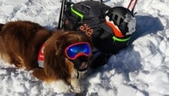 Lawinenhund Rocky mit Schneebrille. (Bild: Bergrettung Prägraten)