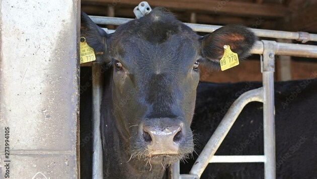 Diebstahl zweier Rinder: Nach der Zwangsversteigerung gingen auch die Rinder ins Eigentum des neuen Besitzers über (Symbolbild). (Bild: stock.adobe.com)
