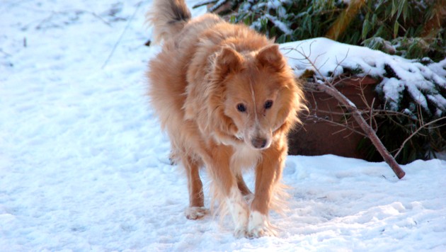 Dank der guten Pflege kann der Vierbeiner wieder den Schnee genießen. (Bild: Tierparadies Schabenreith)