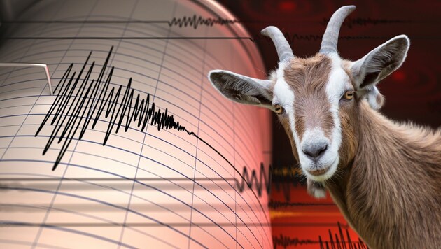 Erdbebenvorhersage durch Ziegen und andere Tiere? Daran wird geforscht. (Bild: stock.adobe.com)