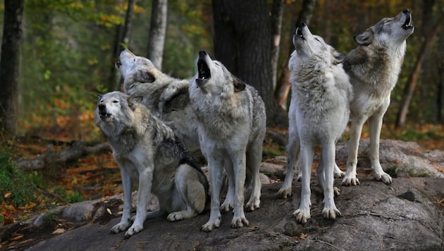 Mit den Wölfen heulen nur einige Hunderassen. (Bild: alexsvirid - stock.adobe.com)