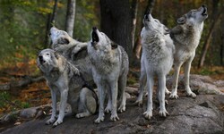 Die Wölfe haben sich im Mühlviertel niedergelassen. Zwei kamen aber menschlichen Siedlungen ...