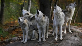 Vor allem in Gruppen legen Wölfe ihre Scheu recht rasch ab – und das schneller als bisher ...