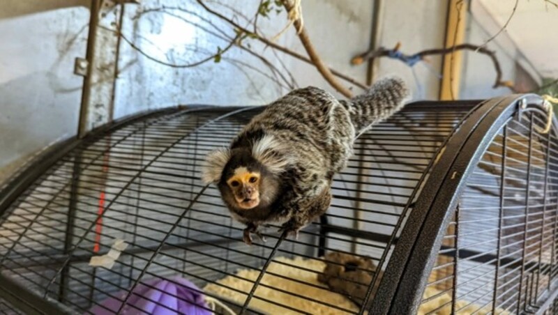 Ein weiterer frecher Exot unter den Bewohnern. (Bild: Tierschutz Austria)