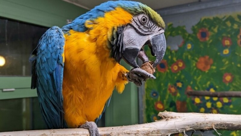 Auch exotische Tiere sind Schützlinge in Vösendorf. (Bild: Tierschutz Austria)