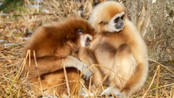 Die Weißhandgibbons Samuk und Maya lieben sich. (Bild: Gisela Brechenmacher)