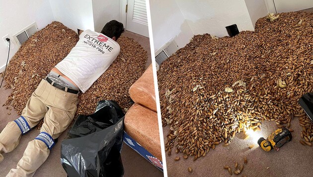 300 Kilogramm Eicheln versteckten fleißige Spechte in den Hauswänden eines Ehepaars in Kalifornien. (Bild: facebook.com/Extremepest, Krone KREATIV)