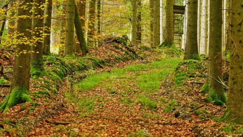 Seit der Absolvierung des Jagdscheins verbringt der durchblicker-Gründer auch viel Zeit in der Natur. (Bild: Alois Litzlbauer)