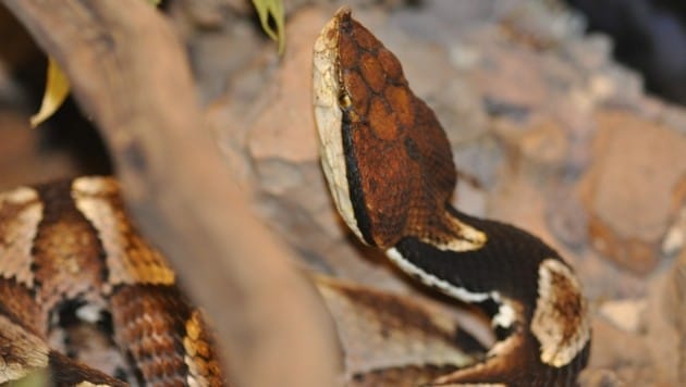 Die tödliche Chinesische Nasenotter wurde in Klagenfurt sichergestellt. (Bild: Reptilienzoo Happ)