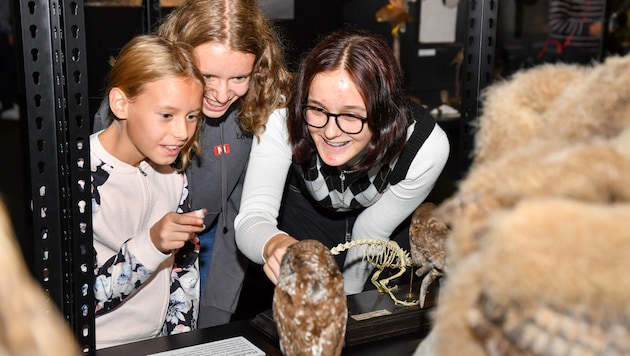 Die Vogelausstellung „Es fliegt, es fliegt“ im Schlossmuseum in Linz ist nur mehr bis 26. Februar zu sehen. (Bild: © Harald Dostal / 2022)