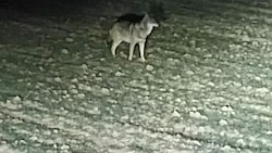 Dieser Wolf wurde in einer Siedlung in Leonding gesichtet und fotografiert (Bild: ZVG)